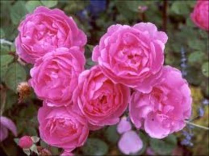trandafiri rozi  - florile mele preferate
