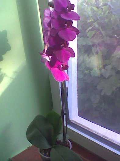 Imag040 - Orhidee 2011