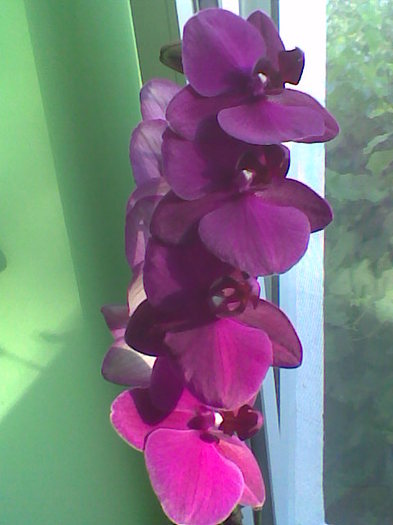 Imag041 - Orhidee 2011