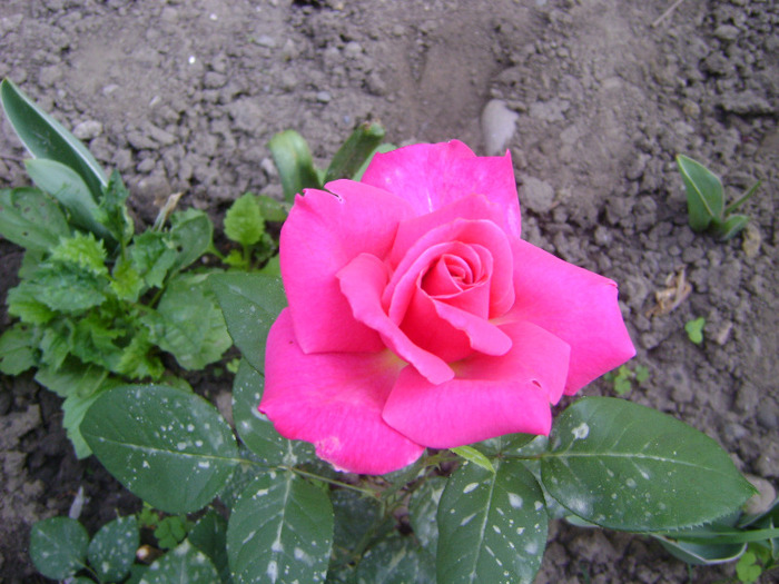 ravel - trandafiri -rozsak 2011