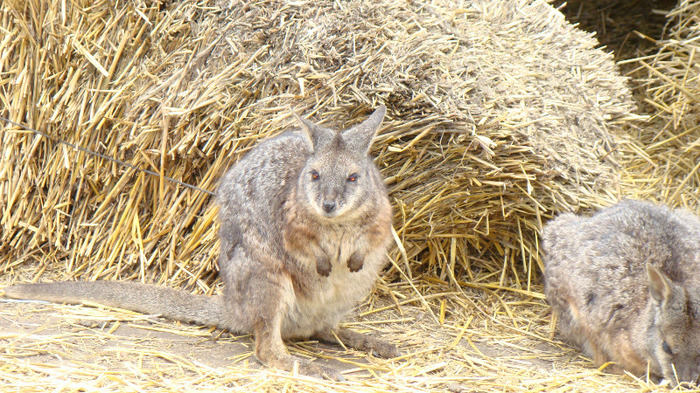 DSC00964 - ZOO BUDAPESTA