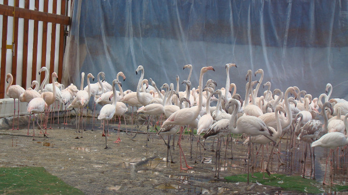 DSC01002 - ZOO BUDAPESTA