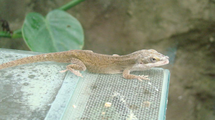 DSC01057 - ZOO BUDAPESTA