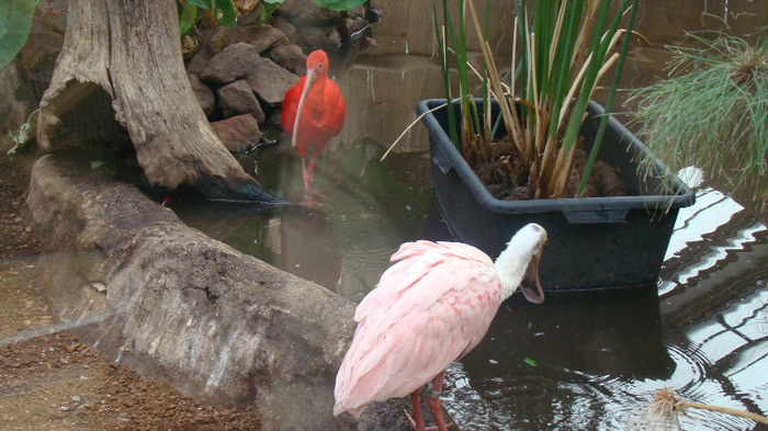 DSC01067 - ZOO BUDAPESTA
