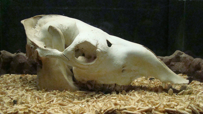 DSC01100