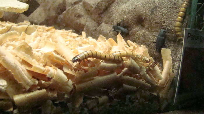 DSC01101