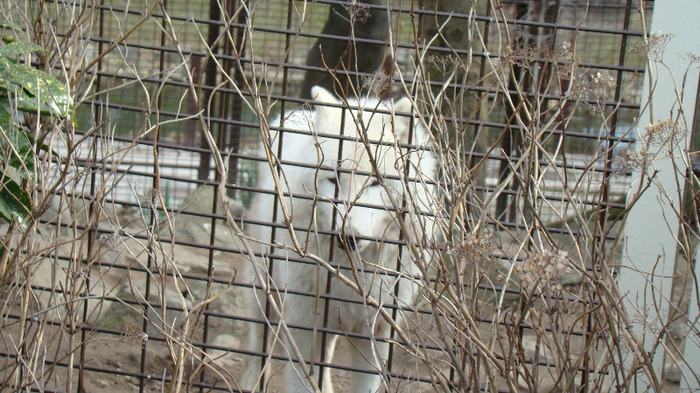 DSC01356 - ZOO BUDAPESTA