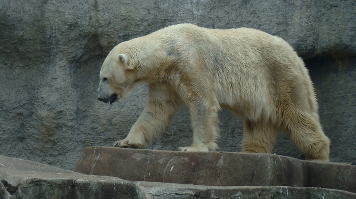 DSC01367 - ZOO BUDAPESTA