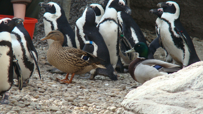 DSC01379 - ZOO BUDAPESTA