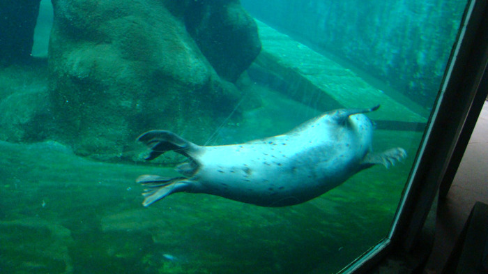 DSC01384 - ZOO BUDAPESTA