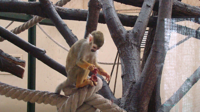 DSC01399 - ZOO BUDAPESTA