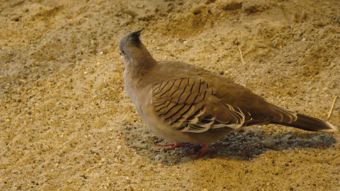 DSC01419 - ZOO BUDAPESTA