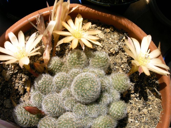 Aylostera heliosa - Flori cactusi