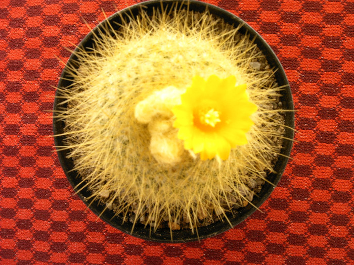 Parodia - Flori cactusi