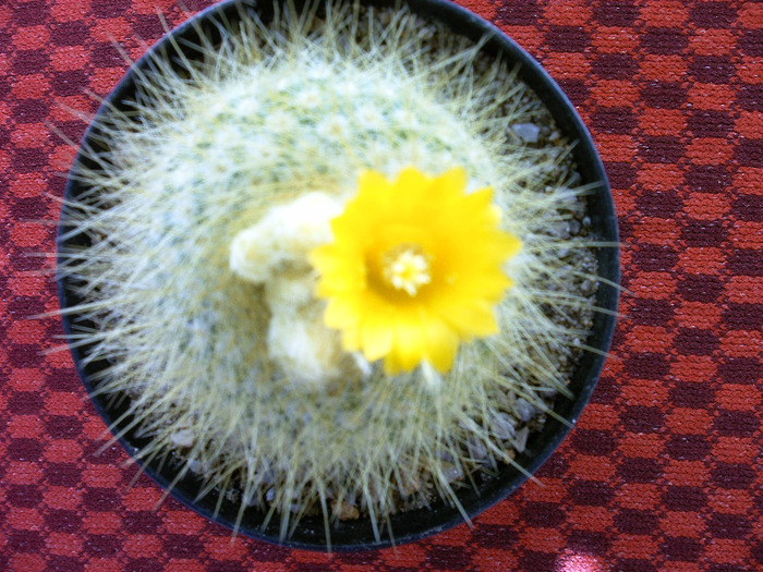 IMAG0003 - Flori cactusi