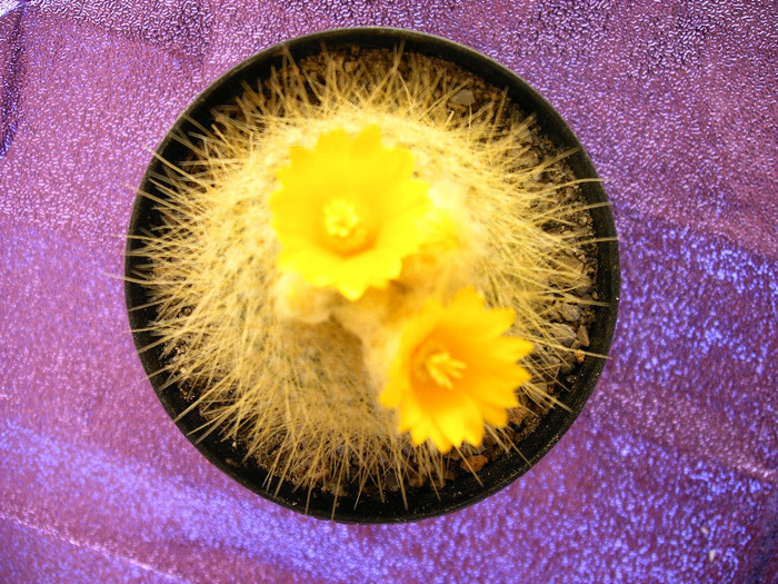 IMAG0007 - Flori cactusi
