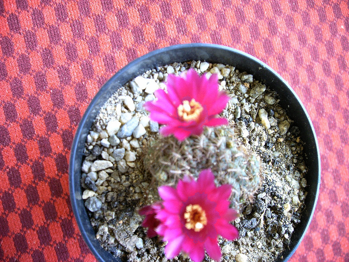 Sulcorebutia - Flori cactusi