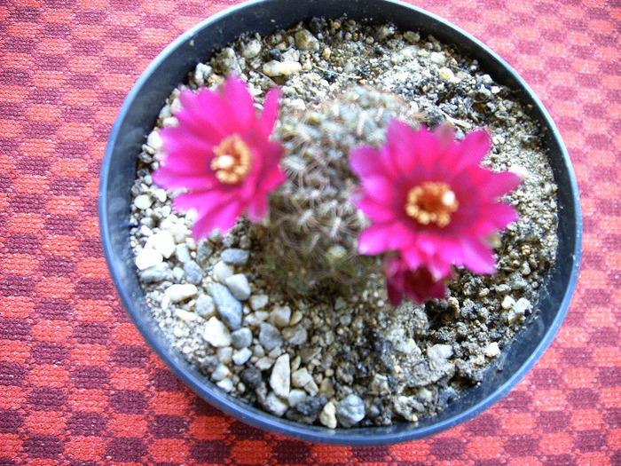 IMAG0014 - Flori cactusi