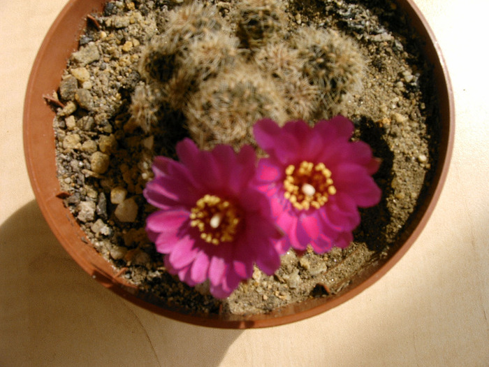 Sulcorebutia - Flori cactusi