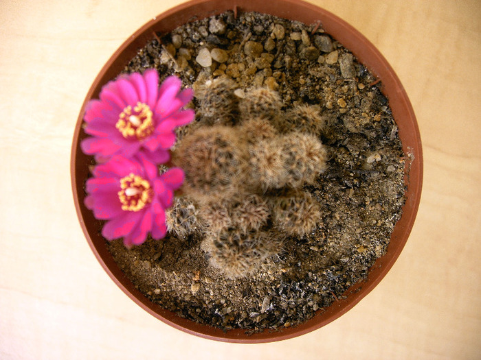 IMAG0027 - Flori cactusi