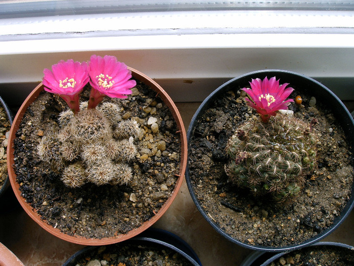 Sulcorebutia - Flori cactusi