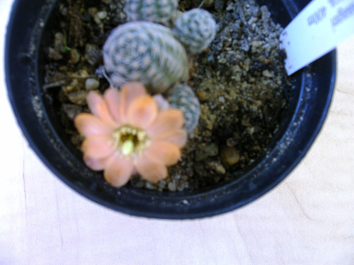 IMAG0033 - Flori cactusi