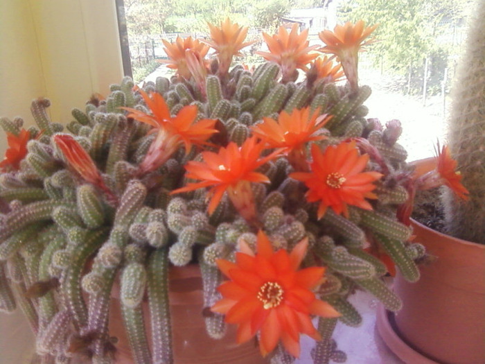 Chamaecereus sylvestri - Flori cactusi