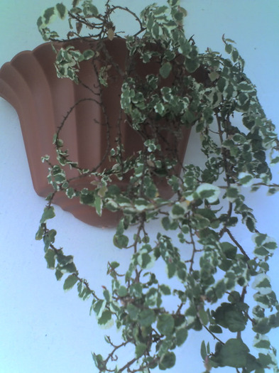 09-12-06_1444 - Diverse flori