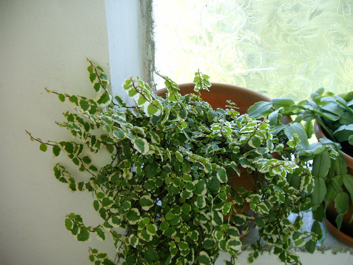 Ficus 2 culori - Diverse flori