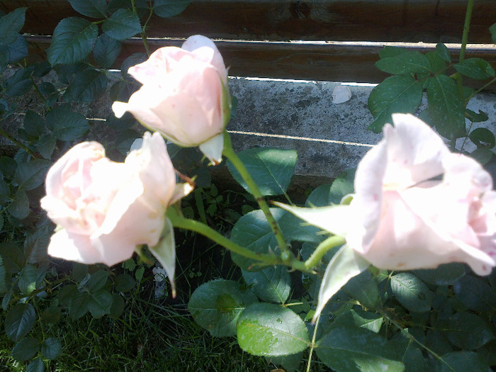 17 iunie 2011 trandafirii mei cei noi 035 - Trandafir Versilia