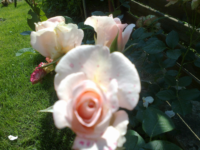17 iunie 2011 trandafirii mei cei noi 036 - Trandafir Versilia