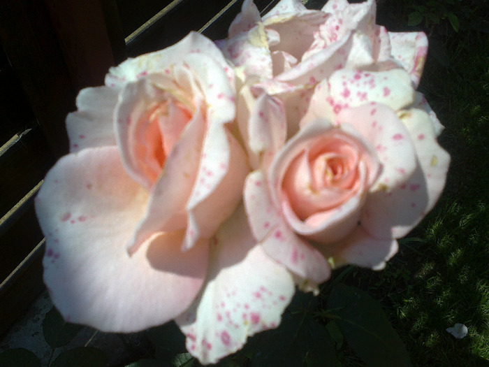 17 iunie 2011 trandafirii mei cei noi 037