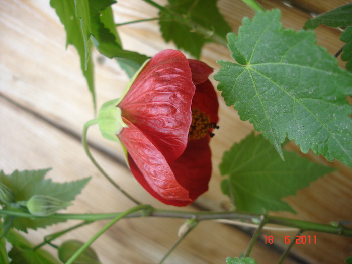 DSC02000 - Abutilon 2011