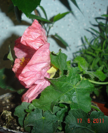 DSC01966 - Abutilon 2011