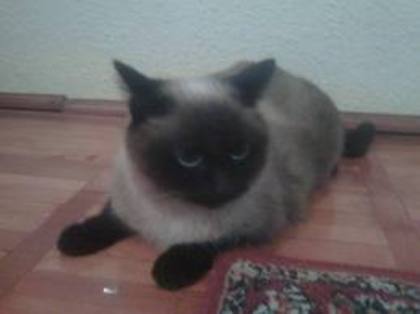 bir7 - limbajul pisicii