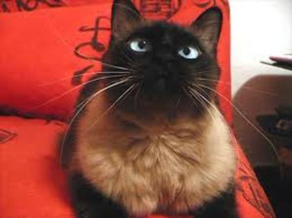 bir8 - limbajul pisicii