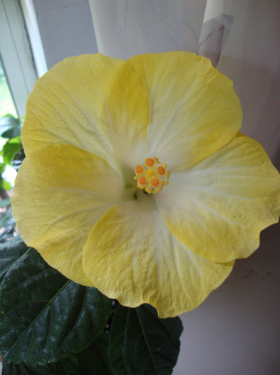 Emily-PIERDUT - HIBISCUS