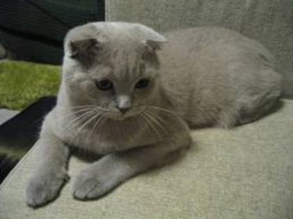 sco1 - scottish fold