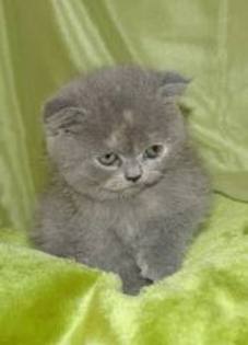 sco3 - scottish fold