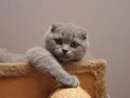 sco - scottish fold