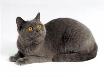 cha1 - chartreux