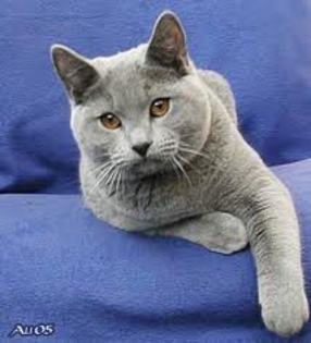 cha4 - chartreux