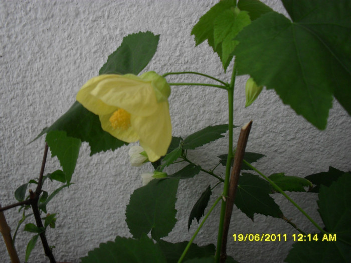 abutilon galben