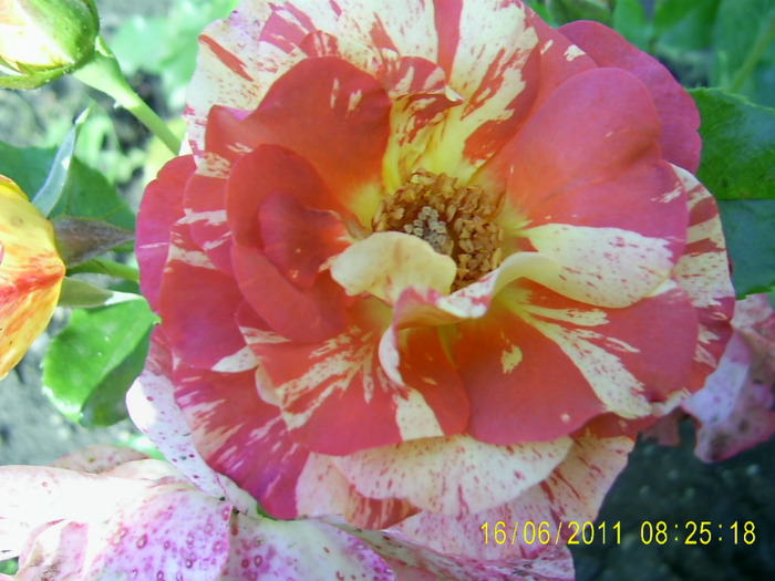 Alfred Sisley (24) - Alfred Sisley