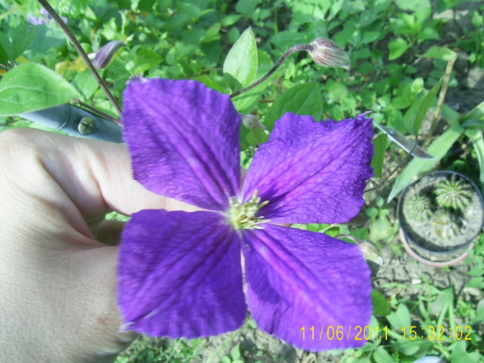 clematis