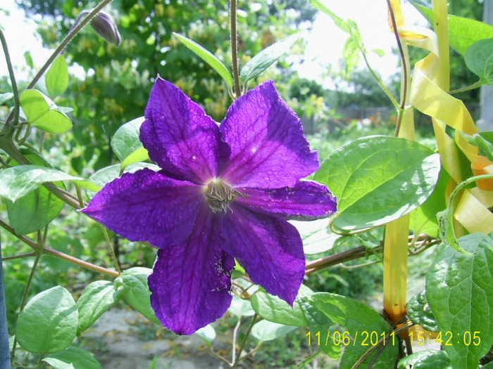 clematis (2) - aa C L E M A T I S
