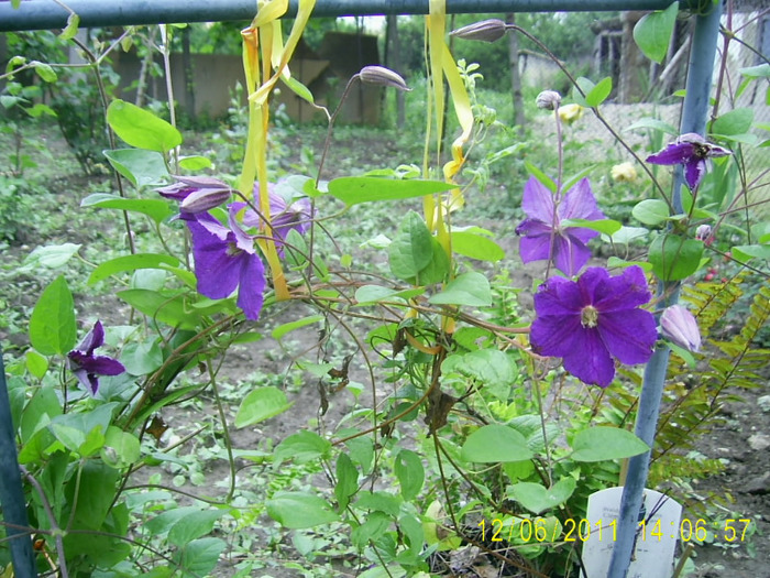 clematis (4)