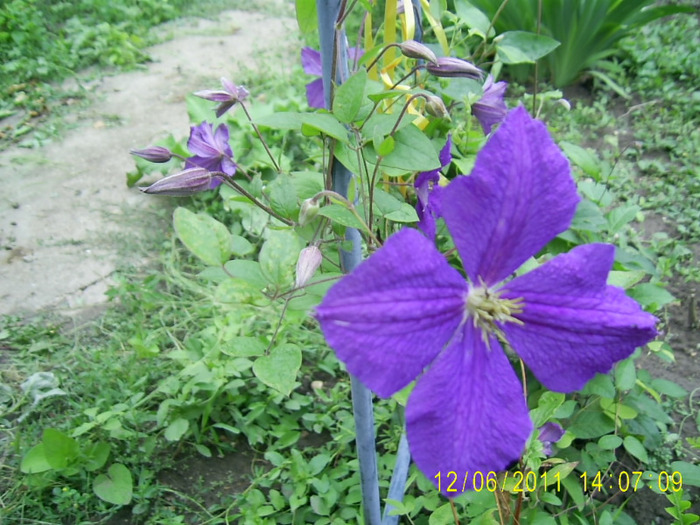 clematis (5)