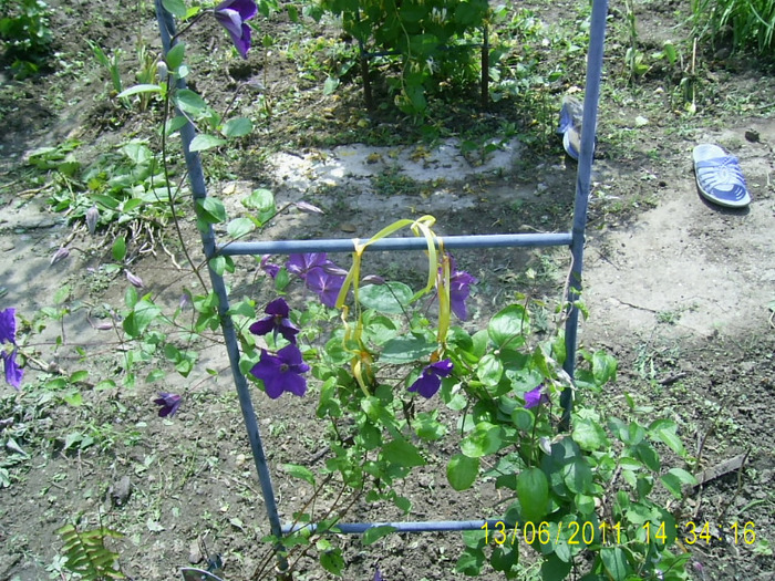 clematis (7)