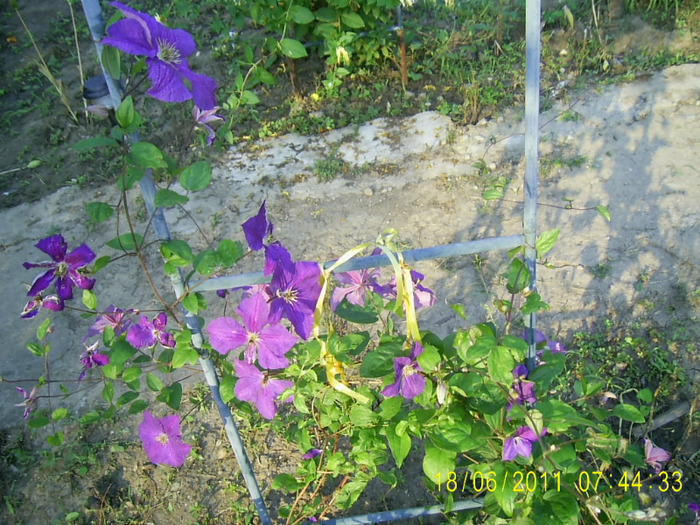 clematis (12)